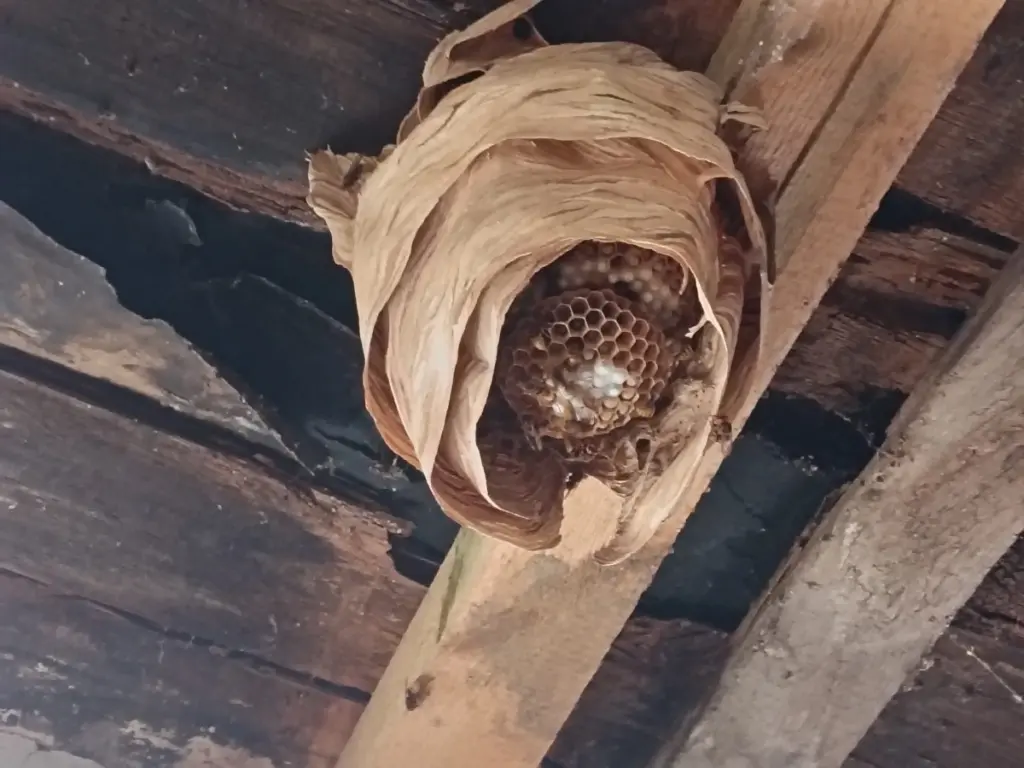 Detail sršního hnízda pod krovem před likvidací v Mělníku