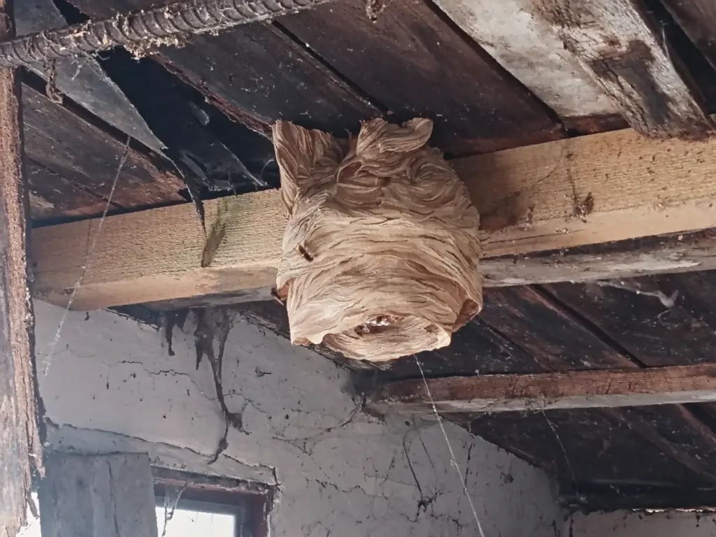 Sršní hnízdo zavěšené na trámu pod krovem rodinného domu v Mělníku