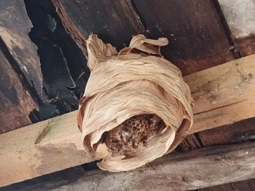 Sršní hnízdo na trámu z jiného úhlu, rodinný dům Mělník